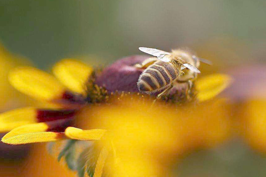 阳光蜂慧,蜂疗,蜂蜜,